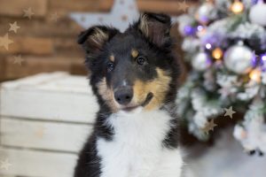 cachorra sola junto al árbol de Navidad en estudio de fotos en Valencia